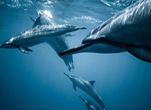 收获迷弟一枚！开拓者官方晒夏普与小男孩互动视频